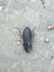 Harpalina