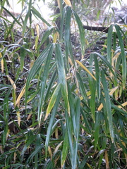 Bambusoideae