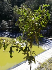 Solanum chrysotrichum