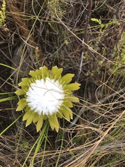 Protea lorea