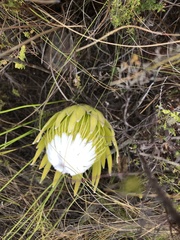 Protea lorea