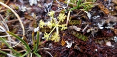 Anisotome aromatica