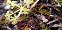 Anisotome aromatica