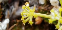 Anisotome aromatica