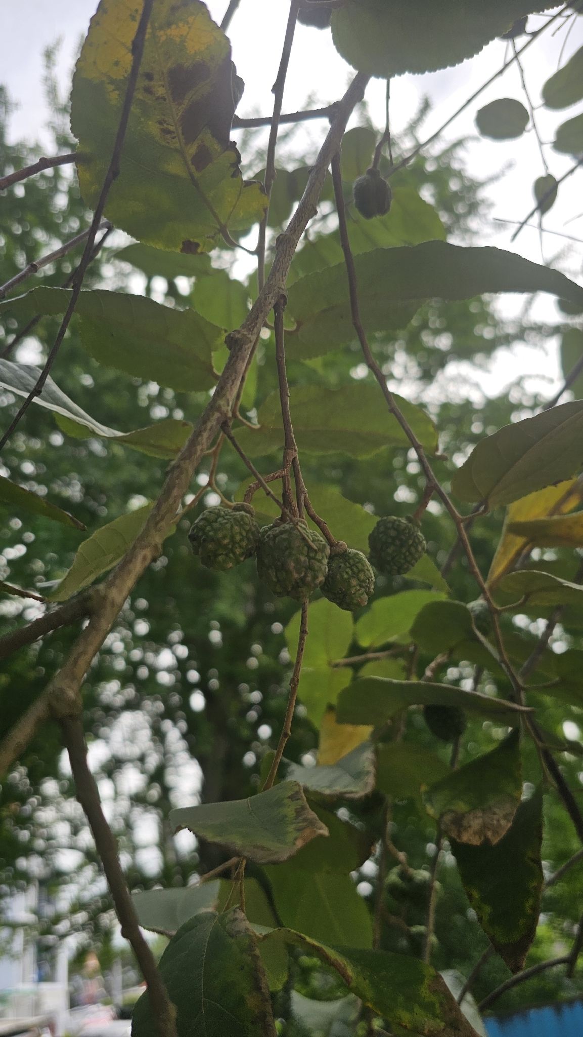 Foto de Guazuma ulmifolia Lam.