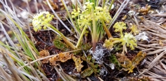 Anisotome aromatica