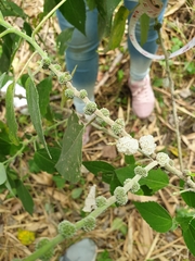 Pipturus arborescens