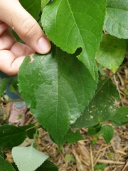 Pipturus arborescens