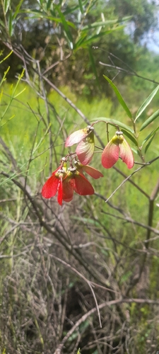 Heteropterys glabra, photograph 3