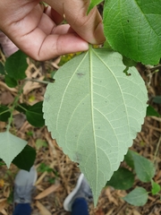 Pipturus arborescens