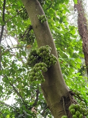 Ficus racemosa