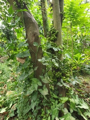 Ficus racemosa