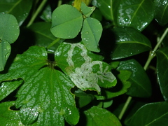 Phytomyza ranunculi