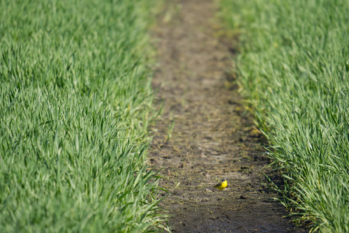 iNaturalist: (c) Ole Schünemann, some rights reserved (CC BY-NC), uploaded by Ole Schünemann iNaturalist image