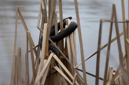 Mississippi Green Watersnake