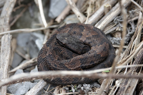 Northern cottonmouth