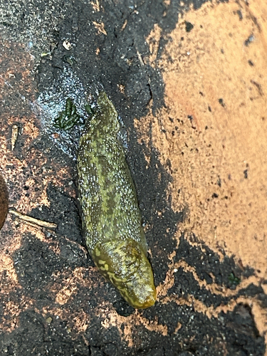 Limacus maculatus