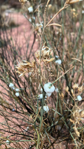 Unknown species found near Zion National Park, Zion, Washington County, US-UT, US