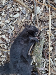 Sciurus carolinensis