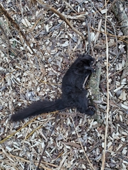 Sciurus carolinensis