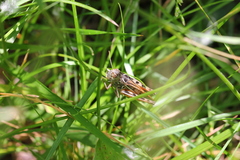 Arcyptera microptera
