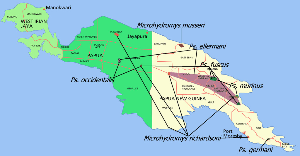Papuan Moss and Shrew-mice