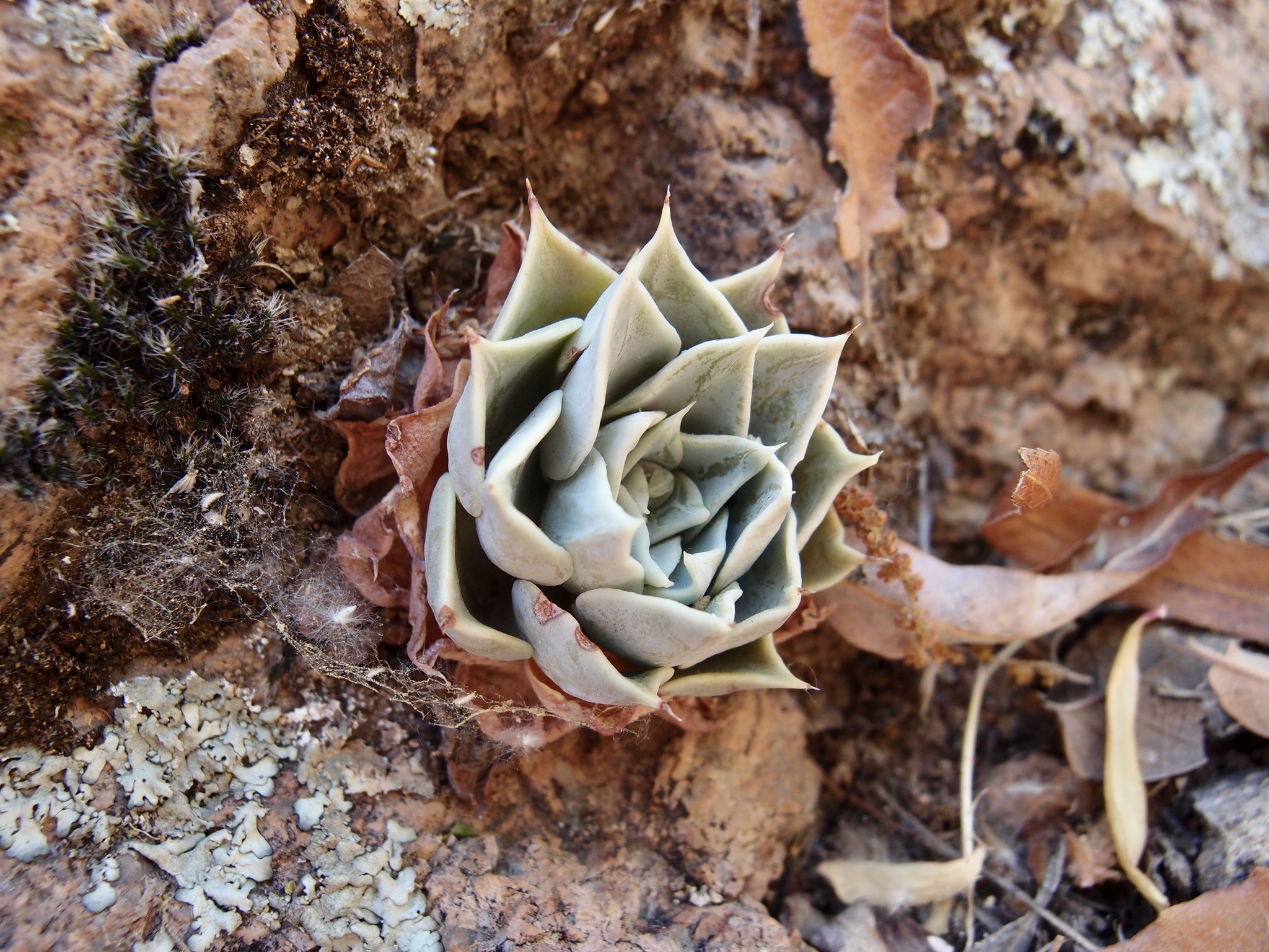 Patagonia Mountain Leatherpetal (Graptopetalum bartramii)