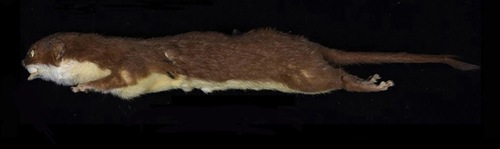 Chinese Pygmy Weasel (Mustela aistoodonnivalis) — Data Deficient Mammalia