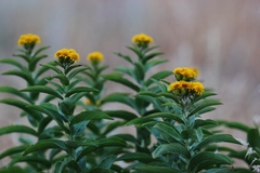 Pentanema germanicum