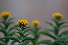 Pentanema germanicum