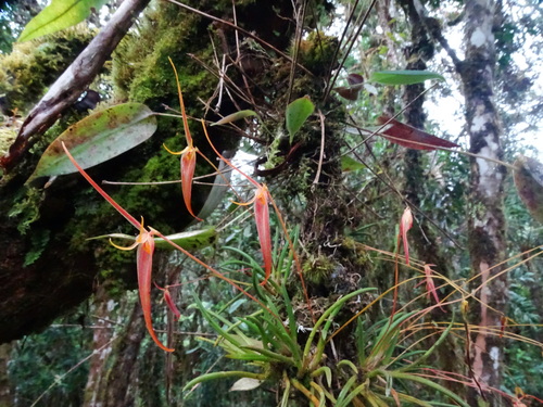 Barbosella cucullata, photograph 2