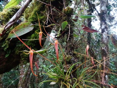 Barbosella cucullata, photograph (c) biped_cub, some rights reserved (CC BY)