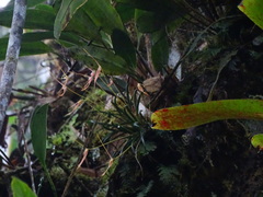 Barbosella cucullata, photograph (c) biped_cub, some rights reserved (CC BY)