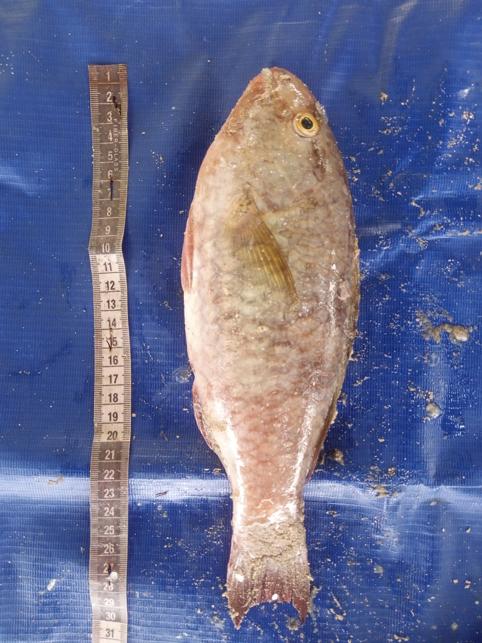 Guinean Parrotfish photo 5