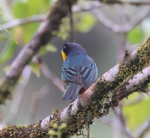 Yellow-throated Tanager (Iridosornis analis), photo 7