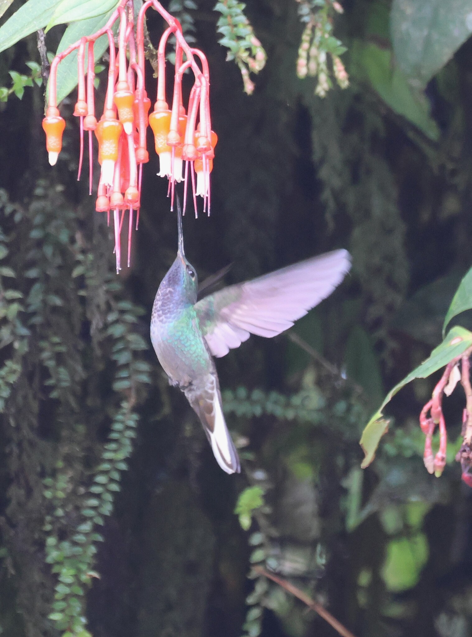 Green-backed Hillstar (Urochroa leucura), photo 2