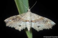 Hypenagonia