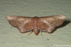 Picrostomastis subrosealis