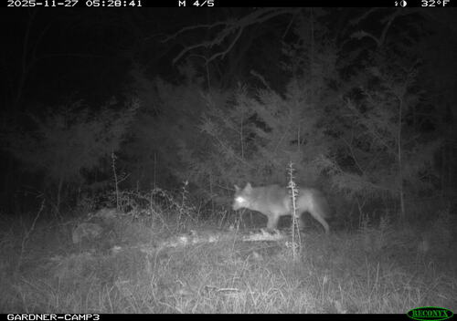 Coyote photographed in Alabama