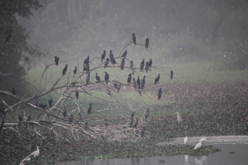 Indian Cormorant (Phalacrocorax fuscicollis), photo 2