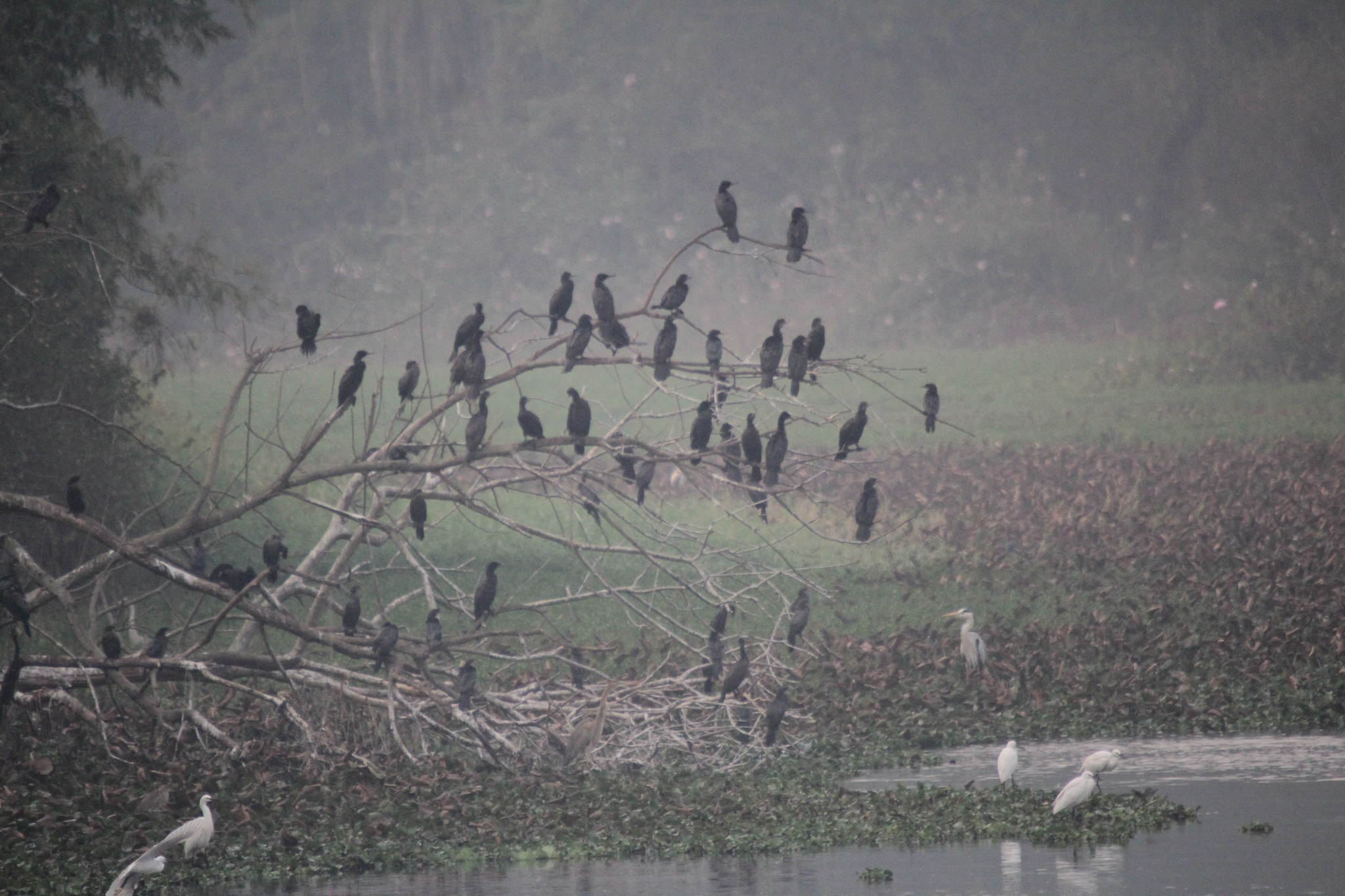 Indian Cormorant (Phalacrocorax fuscicollis), photo 2