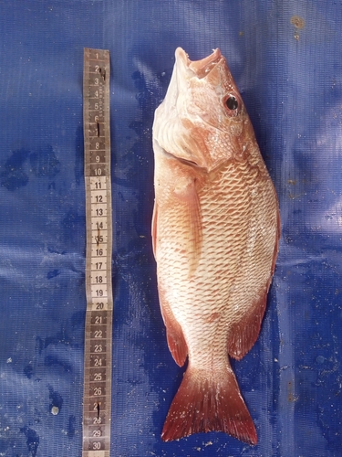 Gorean snapper (Lutjanus goreensis) — Lutjanidae