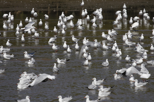 Brown-headed Gull (Chroicocephalus brunnicephalus), photo 4
