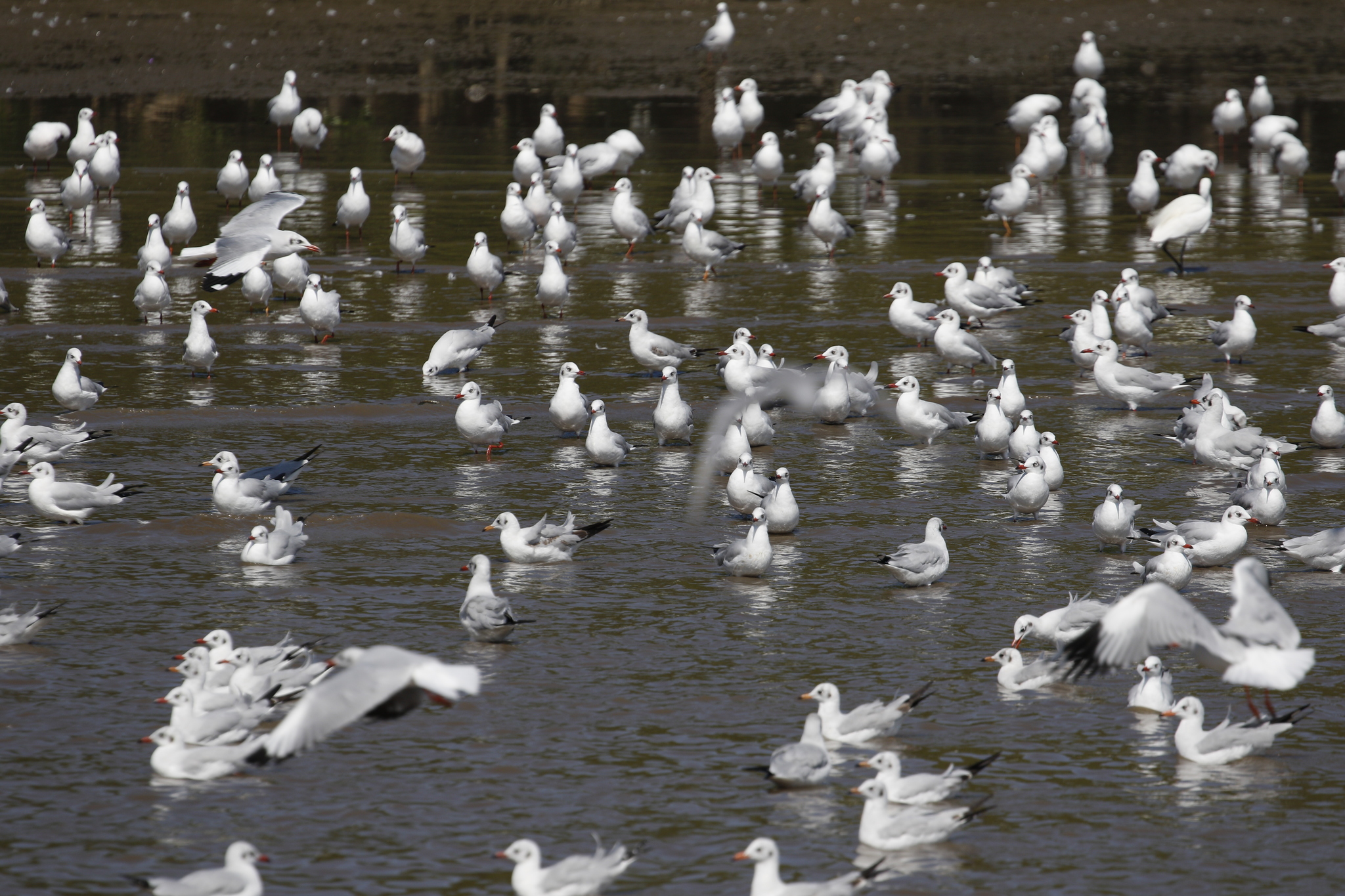 Brown-headed Gull (Chroicocephalus brunnicephalus), photo 4
