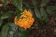 Saraca declinata
