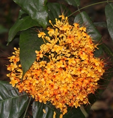 Saraca declinata