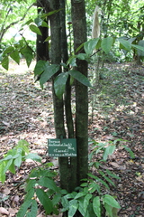Saraca declinata