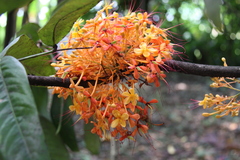 Saraca declinata