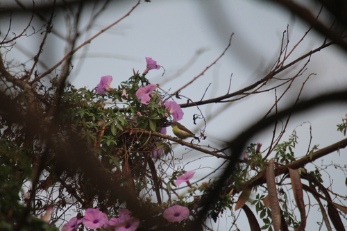 Purple-rumped Sunbird (Leptocoma zeylonica), photo 5