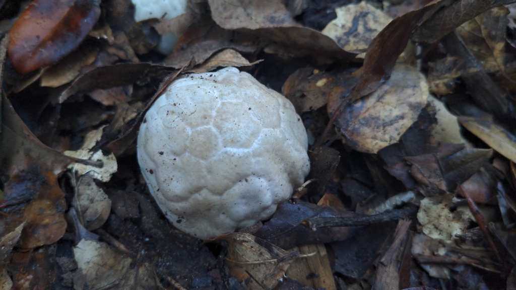 Clathrus ruber · January 2026 · photo: © georgewilliams1 (iNaturalist, cc0)